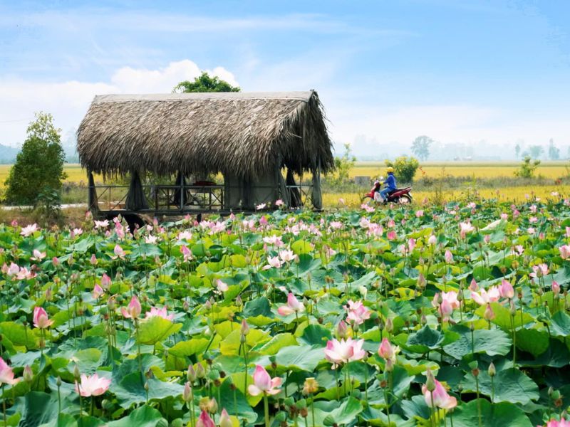 Vườn Sen Tân Kiều